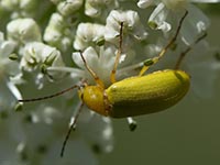 Schwefelkäfer